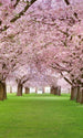 Dimex Cherry Trees Fototapete 150x250cm 2 Bahnen | Yourdecoration.de