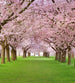 Dimex Cherry Trees Fototapete 225x250cm 3 Bahnen | Yourdecoration.de