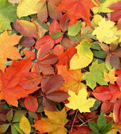 Dimex Colourful Leaves Fototapete 225x250cm 3 Bahnen | Yourdecoration.de