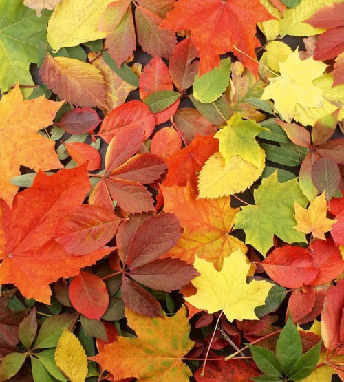 Dimex Colourful Leaves Fototapete 225x250cm 3 Bahnen | Yourdecoration.de