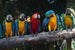 Dimex Colourful Macaw Fototapete 375x250cm 5 Bahnen | Yourdecoration.de