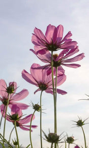 Dimex Cosmos Flowers Fototapete 150x250cm 2 Bahnen | Yourdecoration.de