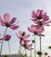 Dimex Cosmos Flowers Fototapete 225x250cm 3 Bahnen | Yourdecoration.de