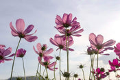 Dimex Cosmos Flowers Fototapete 375x250cm 5 Bahnen | Yourdecoration.de