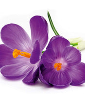 Dimex Crocus Fototapete 225x250cm 3 Bahnen | Yourdecoration.de