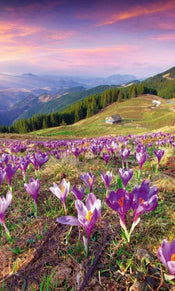 Dimex Crocuses at Spring Fototapete 150x250cm 2 Bahnen | Yourdecoration.de