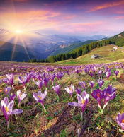 Dimex Crocuses at Spring Fototapete 225x250cm 3 Bahnen | Yourdecoration.de