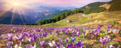 Dimex Crocuses at Spring Fototapete 375x150cm 5 Bahnen | Yourdecoration.de