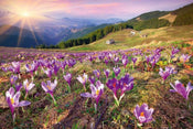 Dimex Crocuses at Spring Fototapete 375x250cm 5 Bahnen | Yourdecoration.de