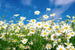 Dimex Daisies Fototapete 375x250cm 5 Bahnen | Yourdecoration.de