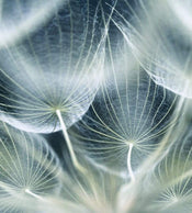 Dimex Dandelion Macro Fototapete 225x250cm 3 Bahnen | Yourdecoration.de