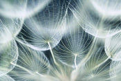 Dimex Dandelion Macro Fototapete 375x250cm 5 Bahnen | Yourdecoration.de