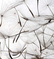 Dimex Dandelion Seeds Fototapete 225x250cm 3 Bahnen | Yourdecoration.de