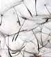 Dimex Dandelion Seeds Fototapete 225x250cm 3 Bahnen | Yourdecoration.de