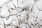 Dimex Dandelion Seeds Fototapete 375x250cm 5 Bahnen | Yourdecoration.de