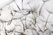 Dimex Dandelion Seeds Fototapete 375x250cm 5 Bahnen | Yourdecoration.de