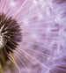 Dimex Dandelion Fototapete 225x250cm 3 Bahnen | Yourdecoration.de