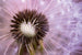 Dimex Dandelion Fototapete 375x250cm 5 Bahnen | Yourdecoration.de