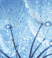 Dimex Dandelion Water Drops Fototapete 225x250cm 3 Bahnen | Yourdecoration.de