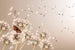 Dimex Dandelions and Butterfly Fototapete 375x250cm 5 Bahnen | Yourdecoration.de