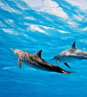 Dimex Dolphins Fototapete 225x250cm 3 Bahnen | Yourdecoration.de