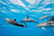 Dimex Dolphins Fototapete 375x250cm 5 Bahnen | Yourdecoration.de