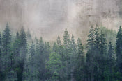 Dimex Forest Abstract Fototapete 375x250cm 5 bahnen | Yourdecoration.de