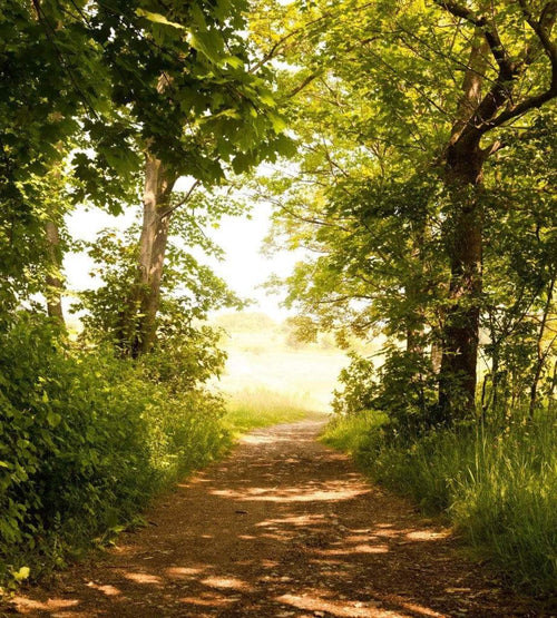 Dimex Forest Path Fototapete 225x250cm 3 Bahnen | Yourdecoration.de