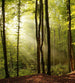 Dimex Forest Fototapete 225x250cm 3 Bahnen | Yourdecoration.de