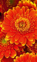 Dimex Gerbera Fototapete 150x250cm 2 Bahnen | Yourdecoration.de