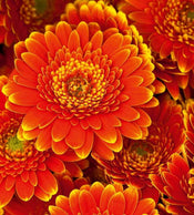 Dimex Gerbera Fototapete 225x250cm 3 Bahnen | Yourdecoration.de