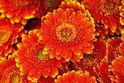 Dimex Gerbera Fototapete 375x250cm 5 Bahnen | Yourdecoration.de