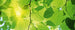 Dimex Green Leaves Fototapete 375x150cm 5 Bahnen | Yourdecoration.de