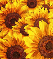 Dimex Helianthus Fototapete 225x250cm 3 Bahnen | Yourdecoration.de