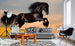 Dimex Horse Fototapete 375x250cm 5 Bahnen Sfeer | Yourdecoration.nl