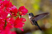 Dimex Hummingbird Fototapete 375x250cm 5 Bahnen | Yourdecoration.de