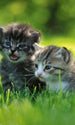 Dimex Kittens Fototapete 150x250cm 2 Bahnen | Yourdecoration.de