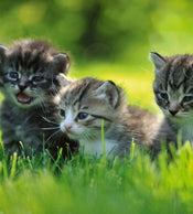 Dimex Kittens Fototapete 225x250cm 3 Bahnen | Yourdecoration.de