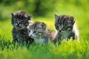 Dimex Kittens Fototapete 375x250cm 5 Bahnen | Yourdecoration.de