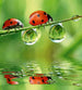 Dimex Ladybird Fototapete 225x250cm 3 Bahnen | Yourdecoration.de