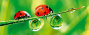 Dimex Ladybird Fototapete 375x150cm 5 Bahnen | Yourdecoration.de