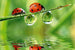 Dimex Ladybird Fototapete 375x250cm 5 Bahnen | Yourdecoration.de