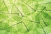 Dimex Leaf Veins Fototapete 375x250cm 5 Bahnen | Yourdecoration.de