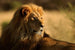 Dimex Lion Fototapete 375x250cm 5 Bahnen | Yourdecoration.de