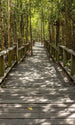 Dimex Mangrove Forest Fototapete 150x250cm 2 Bahnen | Yourdecoration.de