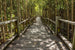 Dimex Mangrove Forest Fototapete 375x250cm 5 Bahnen | Yourdecoration.de