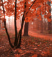 Dimex Misty Forest Fototapete 225x250cm 3 Bahnen | Yourdecoration.de