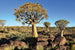 Dimex Namibia Fototapete 375x250cm 5 Bahnen | Yourdecoration.de