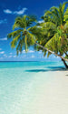 Dimex Paradise Beach Fototapete 150x250cm 2 Bahnen | Yourdecoration.de