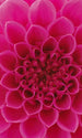 Dimex Pink Dahlia Fototapete 150x250cm 2 Bahnen | Yourdecoration.de